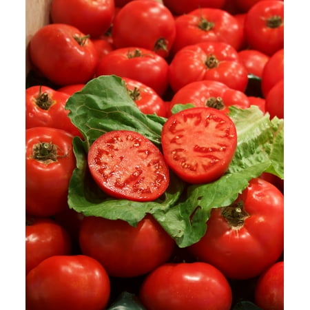 Proven Winners 4-Pack, .25 in. Grande Proven Selections First Lady II (Tomato) Live Vegetable Plant