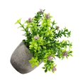 thumbnail image 2 of Bearachild Decoración artificial elegante de la planta en conserva fácil limpiar el árbol artificial del dinero en pote respetuoso del medio Decoración aliento de bebe café, 2 of 6