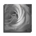 thumbnail image 1 of Luxe Metal Art 'Florison 43' by Alan Blaustein Metal Wall Art, 12"x12", 1 of 8