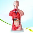 thumbnail image 2 of Lubelski Anatomical Human Torso Body Model Anatomy Internal Organ Medical Teaching Mold, 2 of 8