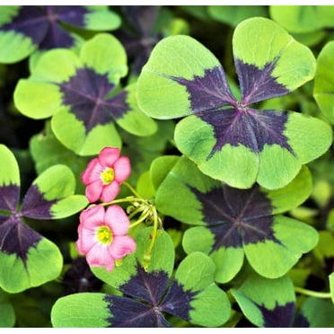 CZ Grain Iron Cross Shamrock Plant Bulbs (10 Count)