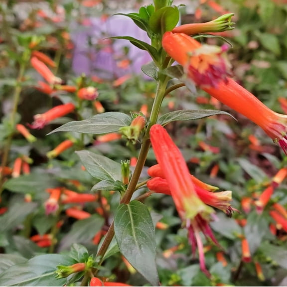 Set 2 Cuphea David Verity Live Plants 4-7" Tall for Planting, Cigar Plant, Large Firecracker Plant