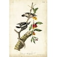 thumbnail image 2 of Audubon, John James 11x14 Gold Ornate Wood Framed with Double Matting Museum Art Print Titled - Downy Woodpecker, 2 of 4