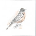 thumbnail image 2 of Great Art Now Robin Bird Sketch by Ethan Harper 2 Piece Canvas Art Set Each 14W x 14H, 2 of 3