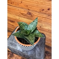 Sansevieria Green Hahnii, 6" Plant, The Plant Farm