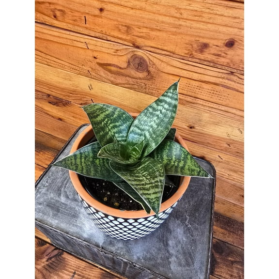 Sansevieria Green Hahnii, 6" Plant, The Plant Farm