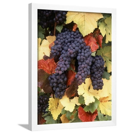 Pinot Noir Grape, Close-Up, Willamette Valley, Oregon, USA Framed Print Wall Art By Stuart