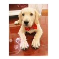 thumbnail image 5 of Collar reutilizable para perros y gatos, correa ajustable para collar de gato, accesorios para perros, pajarita para perros, pajaritas para cachorros, suministros para mascotas, red89, 5 of 5