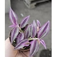 thumbnail image 3 of Tradescantia Zebrina Plant Live for Planting, Purple Wandering Jew Live Plant 2 Inch Pot, Tradescantia Live Plant, 3 of 8