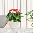 thumbnail image 4 of 6 Inch Self Watering Plant Pot with Visual Reservoir White, 4 of 5
