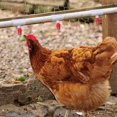 thumbnail image 3 of Raccords en Pvc pour Distributeur d'Eau de Poulet Installation Facile 20 Pcs, 3 of 8