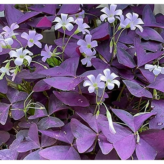 20 Oxalis Triangularis Bulbs to Plant Purple Shamrock