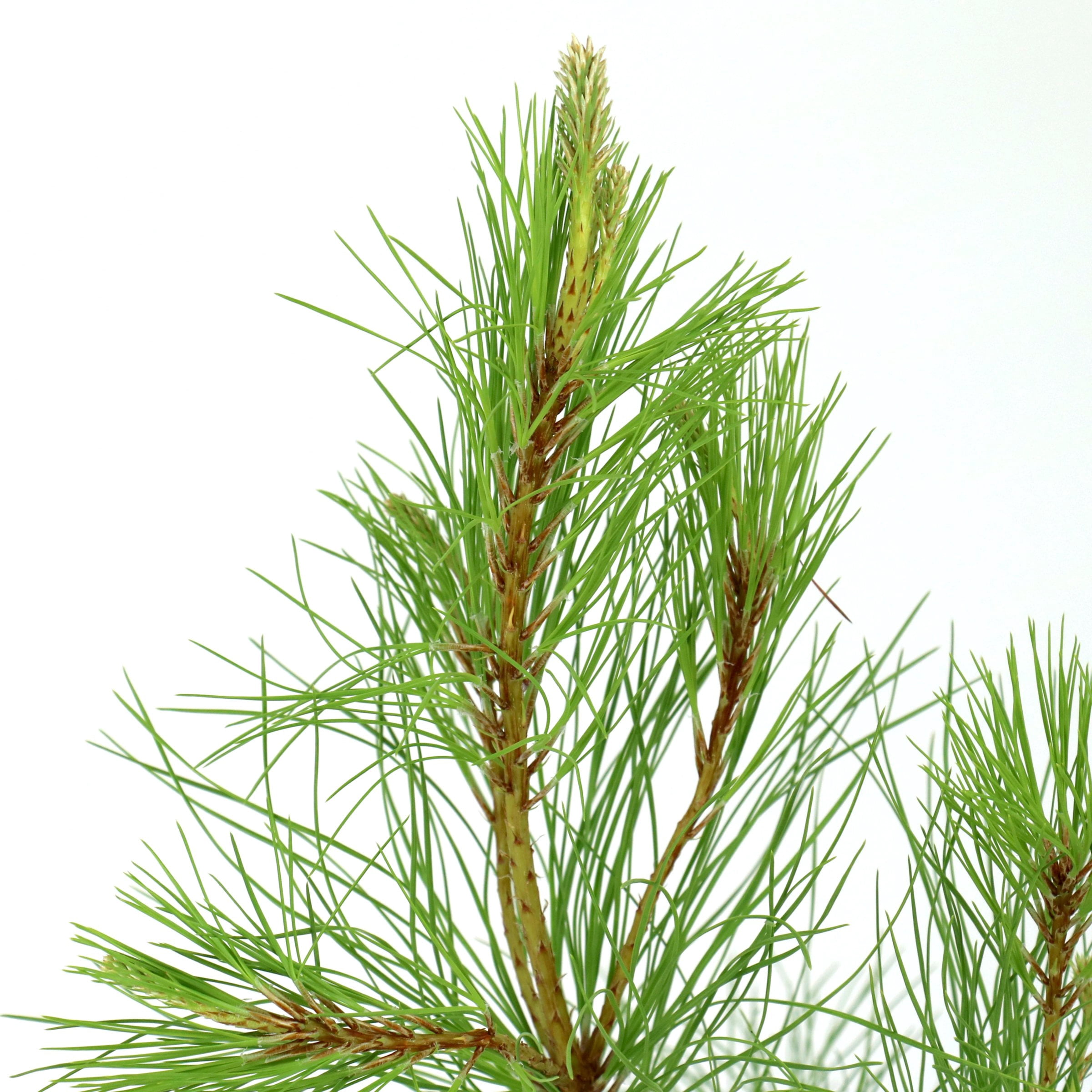 National Plant Network 1 gal. Pinus Loblolly Tree