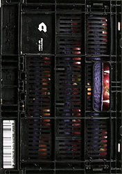 Fresh Cameo Apples, Each