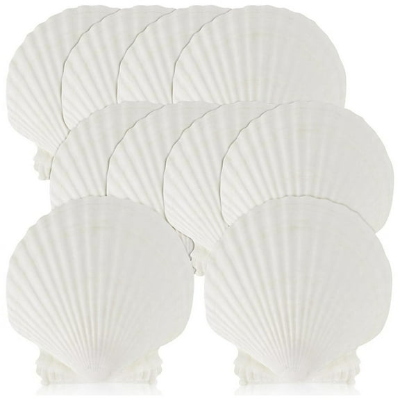 Quaqdae 15 PCS Natural Sea Shell Large White, 4-4.7 Inch Scallop Shells for DIY Craft, Serving Food, Baking and More
