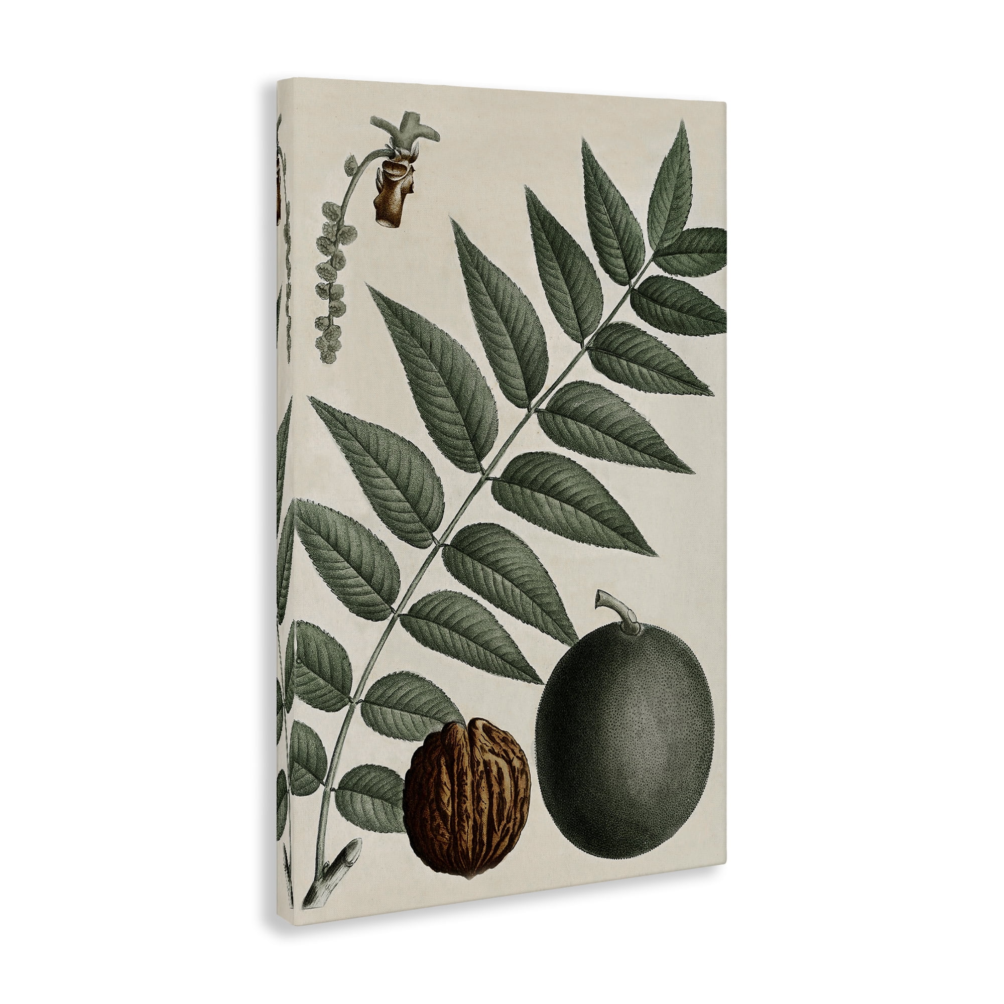 Stupell Industries Vintage Walnut & Leaf Plants & Flowers Painting Wrapped Canvas Art Print Wall Art, 20 x 30