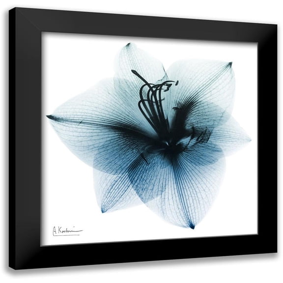 Koetsier, Albert 12x12 Black Modern Framed Museum Art Print Titled - Glacial Amaryllis 1