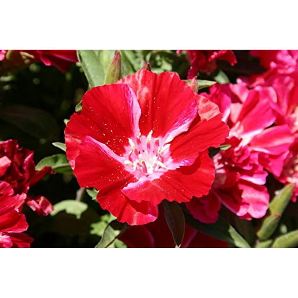 Scarlet Godetia Flower Seeds,1500 Heirloom Seeds Per Packet, Non GMO