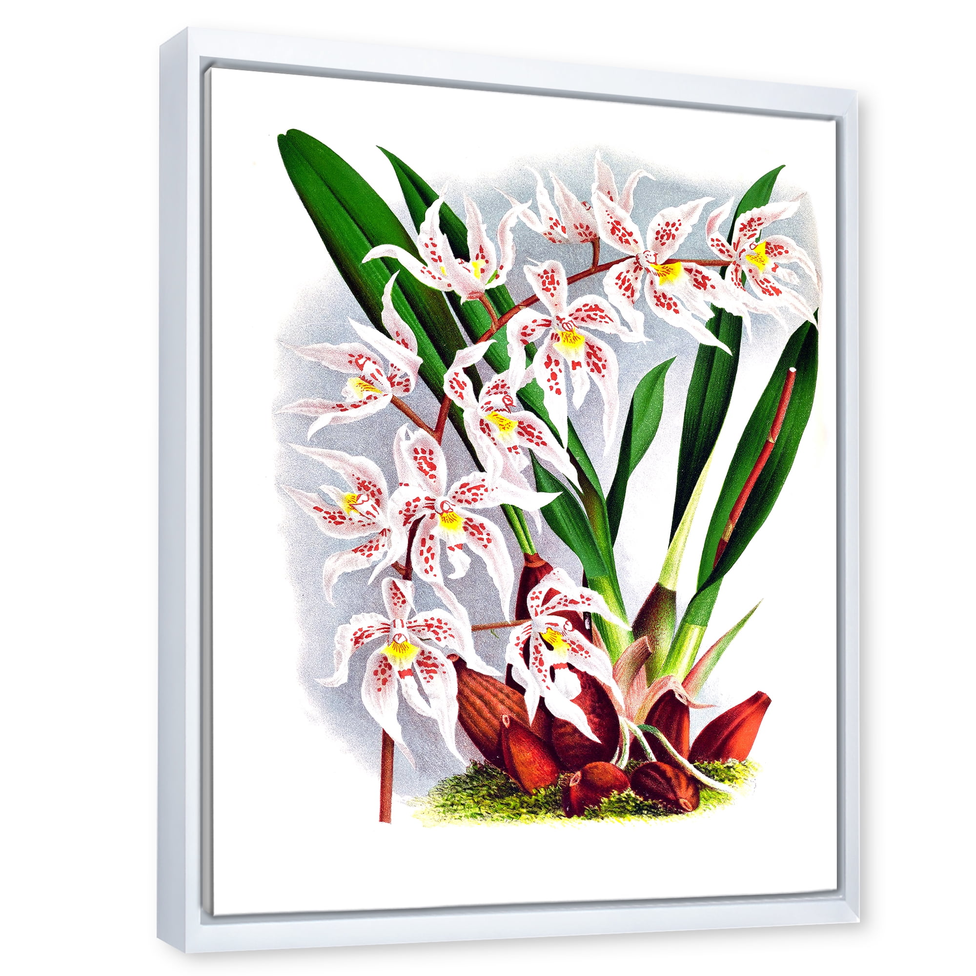 Designart 'White Vintage Orchid Flower II' Traditional Framed Canvas Wall Art Print