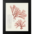 thumbnail image 2 of Unknown 15x18 Black Modern Framed Museum Art Print Titled - Vintage Coral Study I, 2 of 5