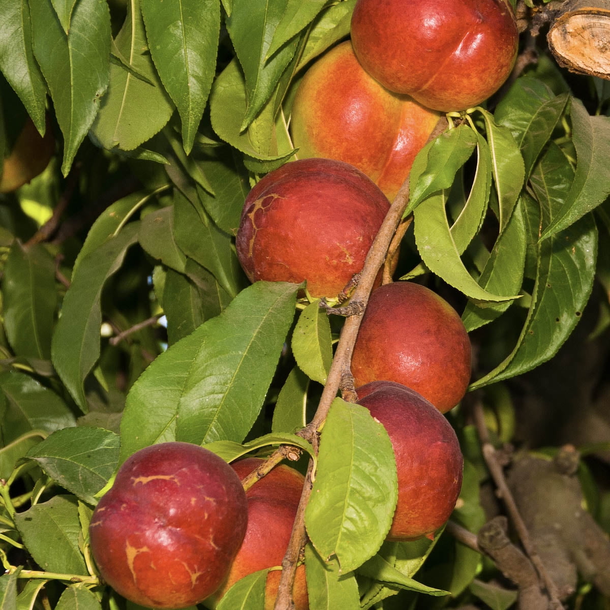 Heirloom Lovell Canning Peach fruit tree seedling  LIVE PLANT 