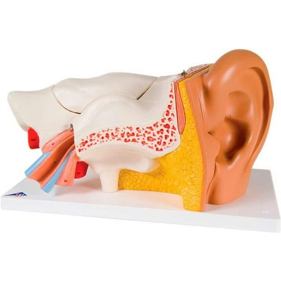 3B Anatomical Model - 6 Part Classic Ear, 3X