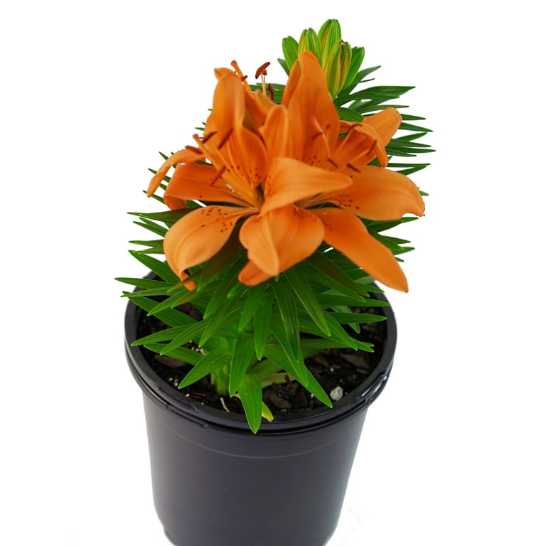 hanging plant fern 39” UV Resistant Artificial Mixed Ferns Plant in Hanging Ring (Indoor/Outdoor) by Nearly Natural