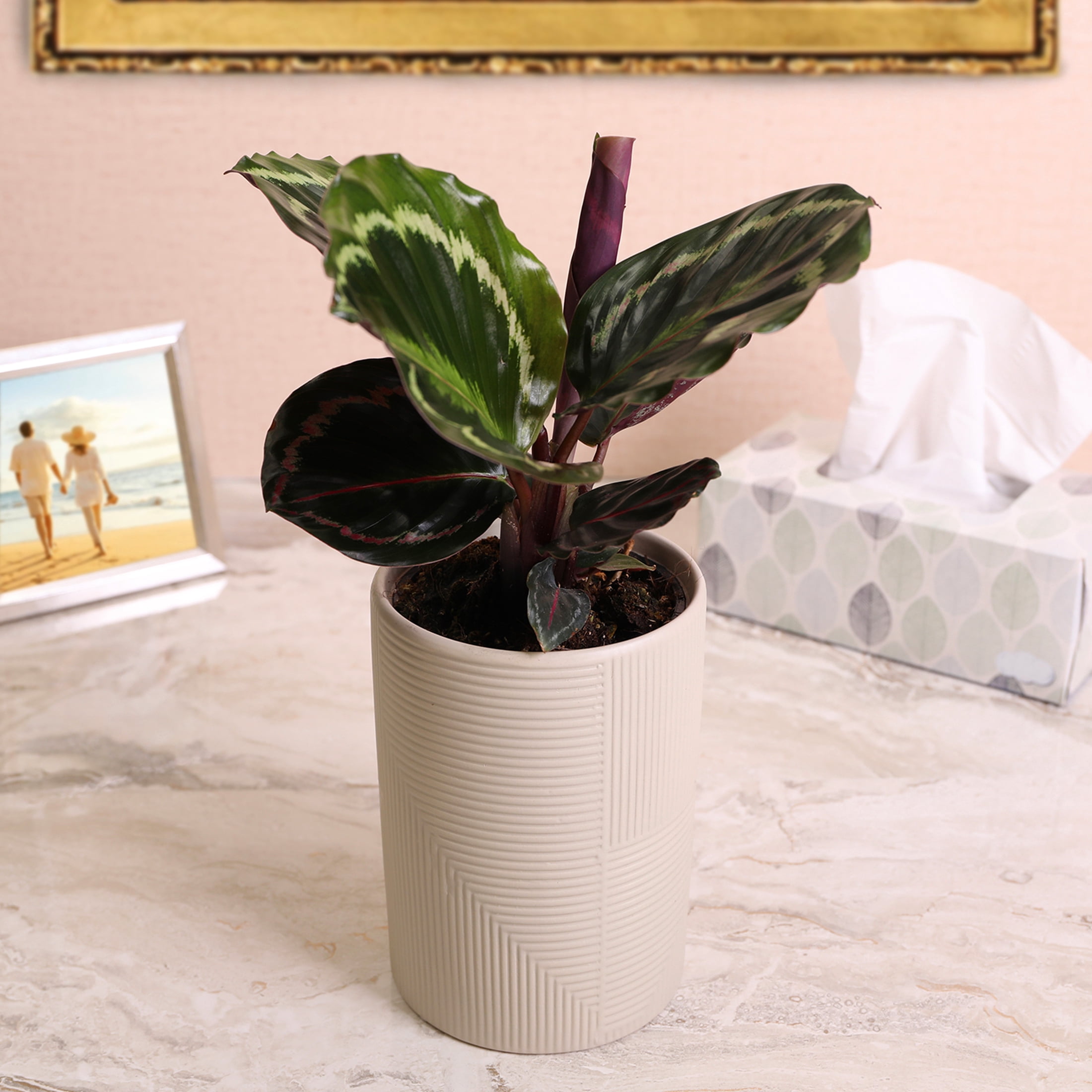Wild Interiors Calathea Medallion in Neutral Beige Pot – 5in Tropical Houseplant