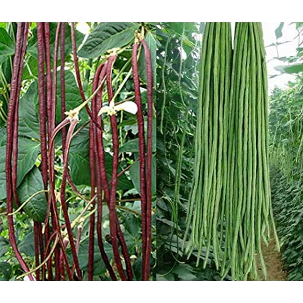 50+ Green or Red Cowpea Yard Long Bean Seeds Yardlong Beans Heirloom