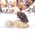 thumbnail image 4 of Conchas marinas en espiral naturales PPCLION 5000 piezas para manualidades, 4 of 7