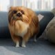 thumbnail image 3 of SGACAI Peluche de perro de simulación realista para niños, juguete de peluche Pomerania Dol, venta, 3 of 7