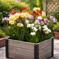 thumbnail image 5 of Famously Fragrant Colorful Mixed Freesia Flowers -  30 Bulbs - Red, Yellow, Pink, White Flowers Attracts Butterflies, Bees & Hummingbirds-Spring Garden Perennial, 5 of 5