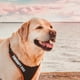 thumbnail image 3 of 2 Pairs Cami Hanger Removable Dog Tags Service Vest Dog Patches Pet Vest Appliques Pet Dog Vest Stickers, 3 of 4