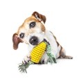 thumbnail image 2 of 1 Uds. Juguetes masticables para perros para masticadores agresivos, juguetes chirriantes interactivos para perros pequeños y medianos (amarillo) Sailing Electrónica, 2 of 5