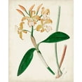 thumbnail image 2 of Unknown 26x32 Gold Ornate Wood Framed with Double Matting Museum Art Print Titled - Orchid Pair II, 2 of 4