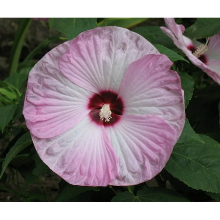Perennial Hibiscus - Luna Pink Swirl Perennial Hibiscus Plant - 4