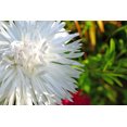 thumbnail image 3 of 30 WHITE NEEDLE ASTER Callistephus Chinensis Unicom Flower Seeds, 3 of 3