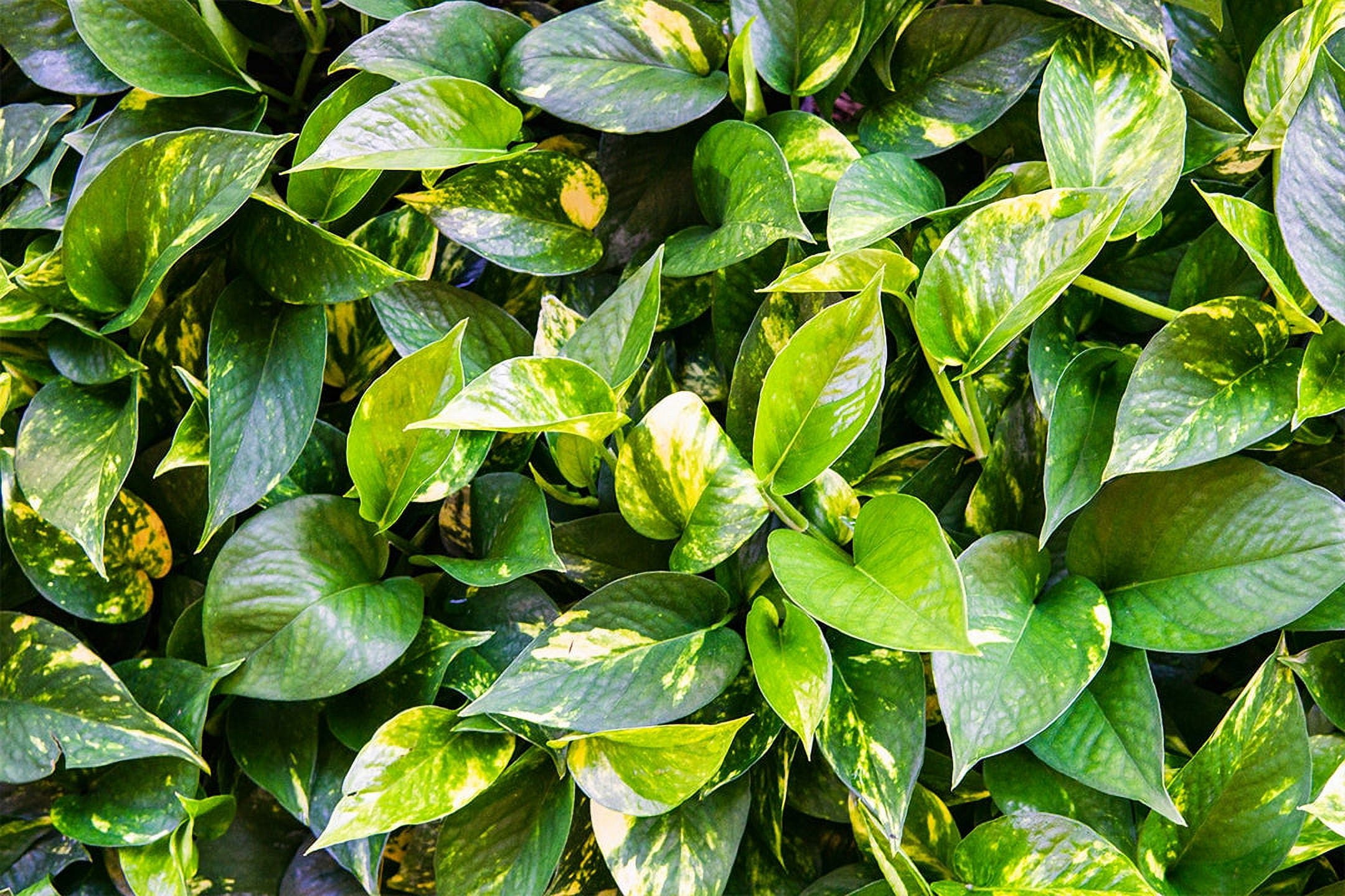 8 Inch Golden Pathos In Hanging Basket -  Trailing Vines - Low Maintenance