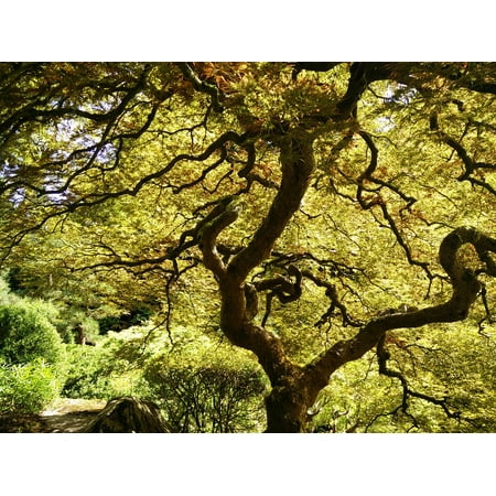 Green Lace Japanese Maple - LAMINATED POSTER Tree Japanese Nature Park Japanese Maple Green Poster Print 24 x 36