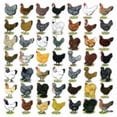 thumbnail image 3 of CafePress - 49 Hen Breeds Dark T Shirt - Men's Classic Cotton T-Shirts, 3 of 3
