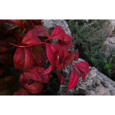 Firepower Nandina Live Plant 12-18" in Height in a #3 Container