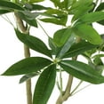 thumbnail image 7 of Noble House Riverlake 6' x 3' Artificial Money Tree, Green, 7 of 7