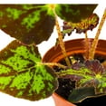 thumbnail image 3 of Begonia U578 4 inch Rhizomatous Begonia Rhizo Black Green Jagged Spotted, 3 of 4