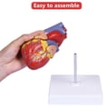 thumbnail image 4 of Réplica científica de tamaño natural en 2 partes del modelo de corazón humano, 4 of 6