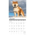 thumbnail image 3 of Just Shiba Inus 2024 12 X 12 Wall Calendar (Calendar), 3 of 3