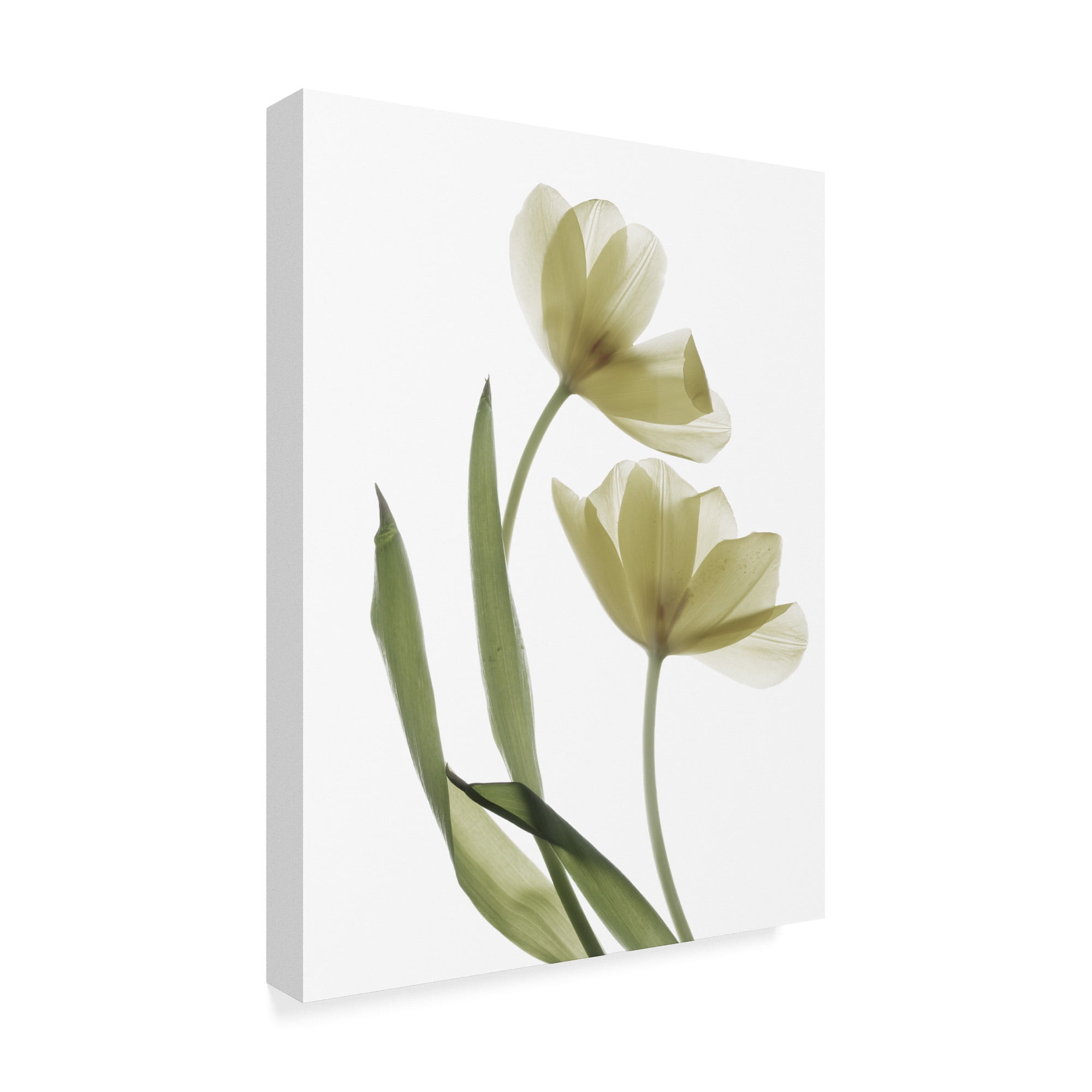 Trademark Fine Art 'Xray Tulip I' Canvas Art by Judy Stalus
