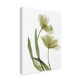 thumbnail image 2 of Trademark Fine Art 'Xray Tulip I' Canvas Art by Judy Stalus, 2 of 4