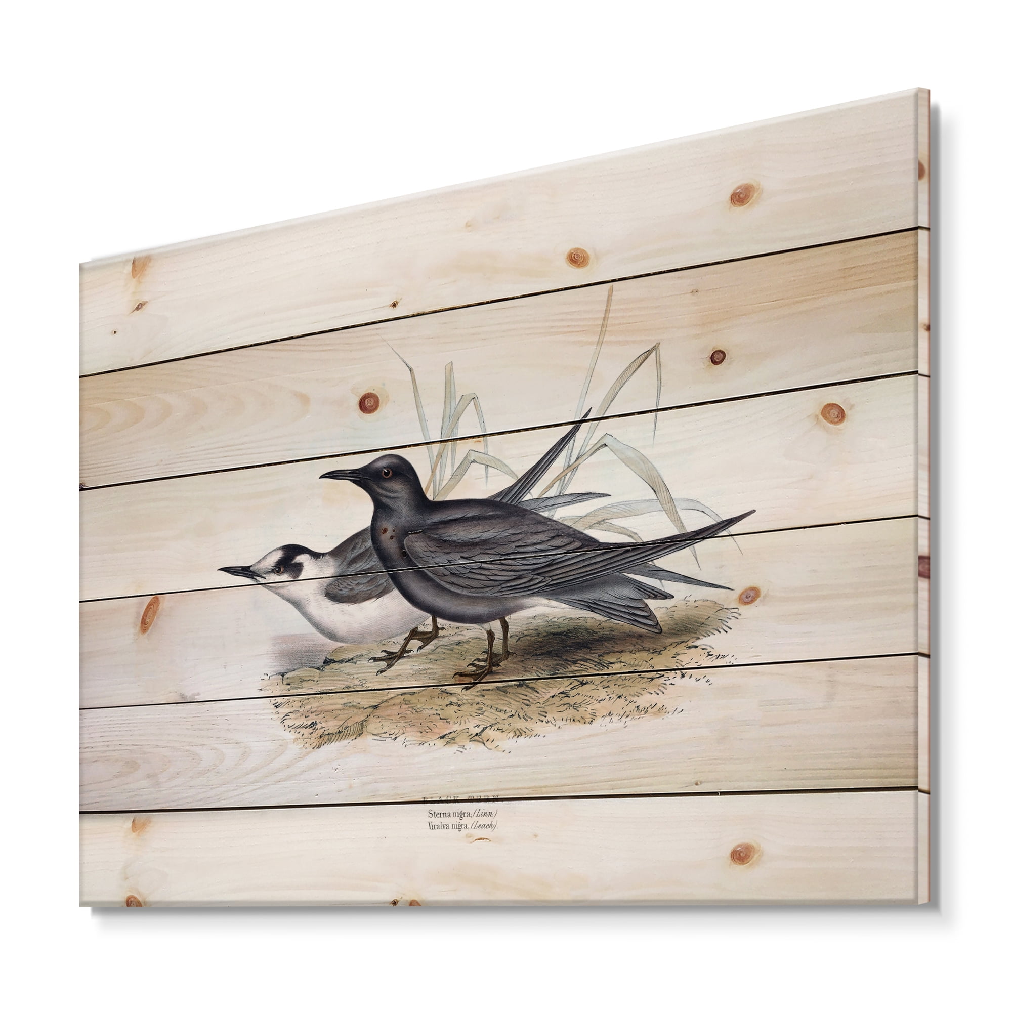 Designart 'Ancient Bird Of Europe II' Traditional Print on Natural Pine Wood