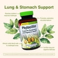 thumbnail image 4 of Phytocillin: 120-Count Bottle of Softgels, 4 of 7