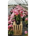 thumbnail image 2 of Yaku Prince Rhododendron, 2 of 6